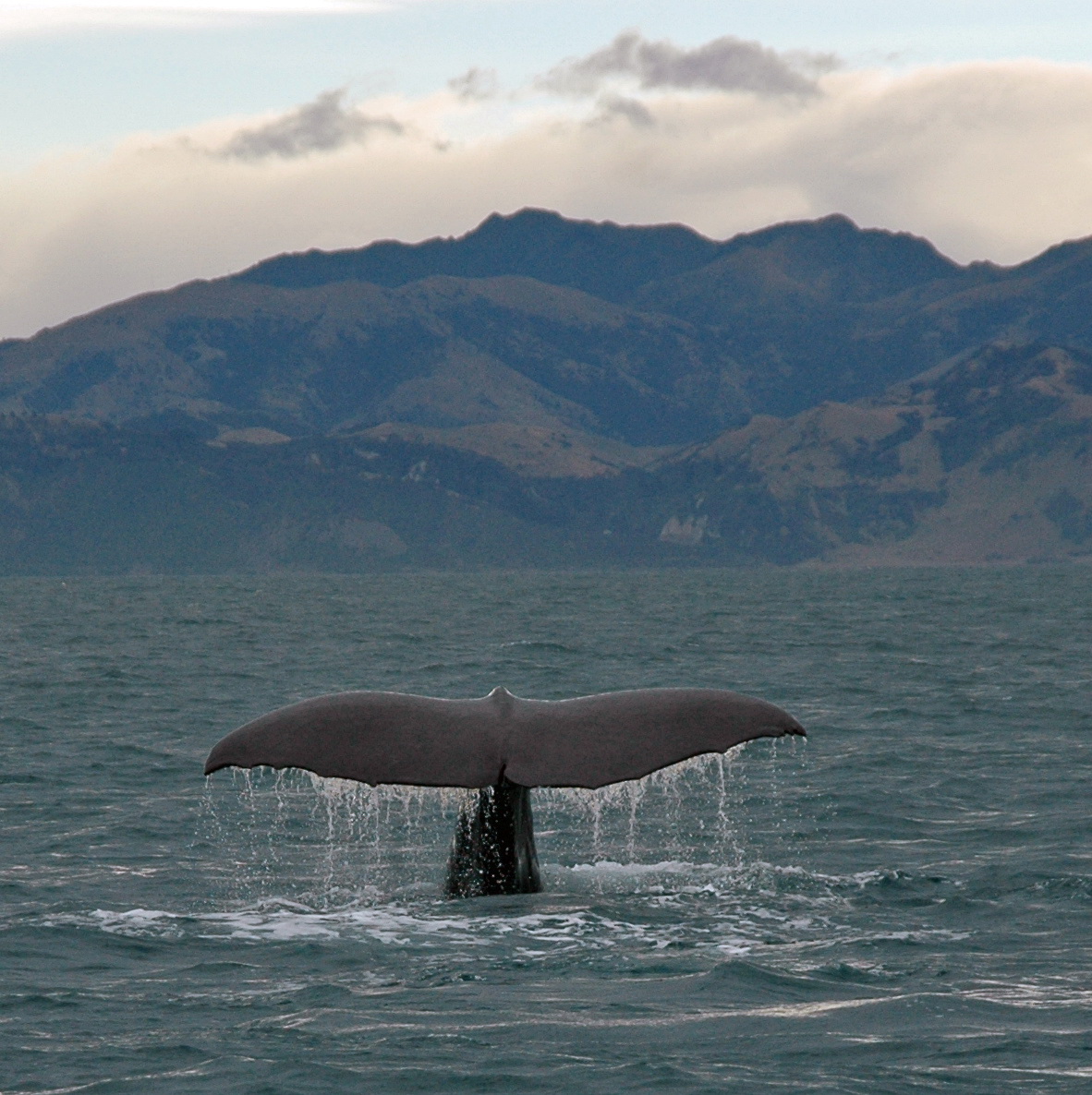 whale