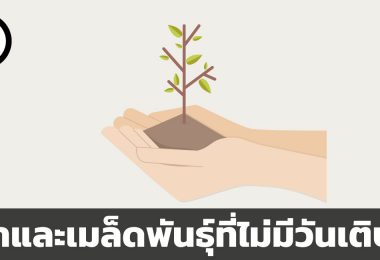 กีสา