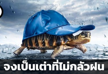 จงเป็นเต่าที่ไม่กลัวฝน