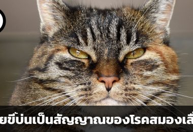 นิสัยขี้บ่นเป็นสัญญาณของโรคสมองเสื่อม