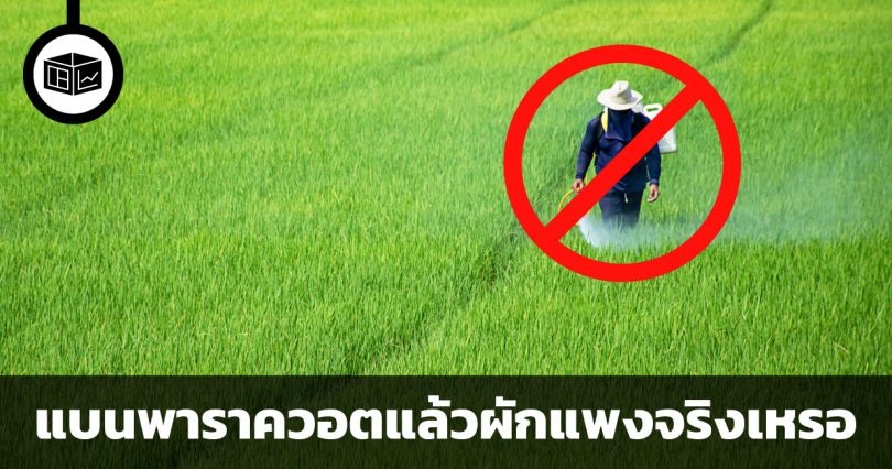 แบนพาราควอตแล้วผักจะแพงขึ้นจริงเหรอ