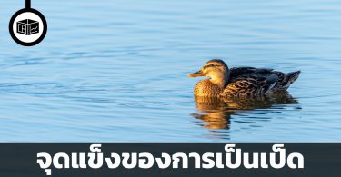 จุดแข็งของการเป็นเป็ด