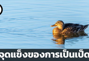 จุดแข็งของการเป็นเป็ด