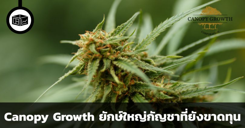 Canopy Growth หุ้นกัญชายักษ์ใหญ่ที่ยังคงขาดทุน