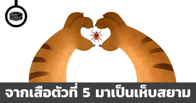 ไทยกับการเป็นเสือตัวที่ห้าแห่งเอเชียคืออะไร ทำไมไม่เกิดขึ้น แล้วอะไรคือเห็บสยาม