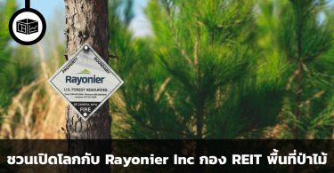 Rayonier Inc การเปิดโลกครั้งใหญ่กับกอง REIT พื้นที่ป่าไม้