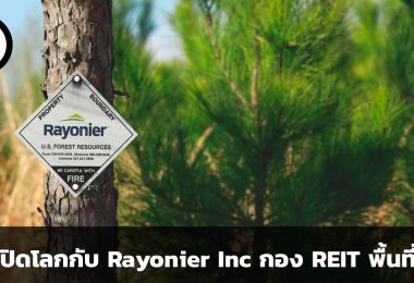 Rayonier Inc การเปิดโลกครั้งใหญ่กับกอง REIT พื้นที่ป่าไม้