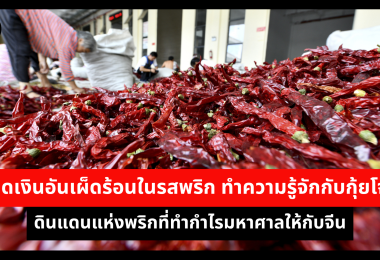 เม็ดเงินอันเผ็ดร้อนในรสพริก ทำความรู้จักกับกุ้ยโจว ดินแดนแห่งพริกที่ทำกำไรมหาศาลให้กับจีน 